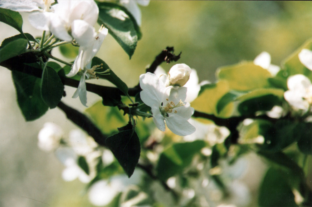 apple-flower.jpg