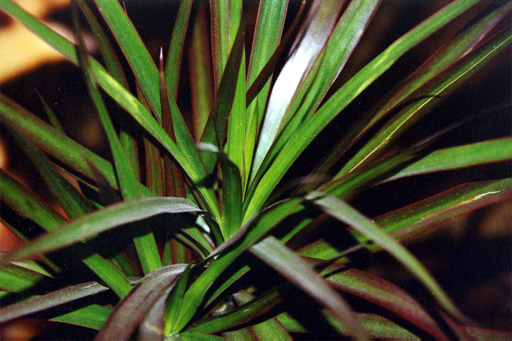 palm01.jpg
